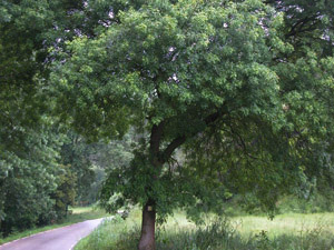 Vivers Càrex - Fraxinus angustifolia 
